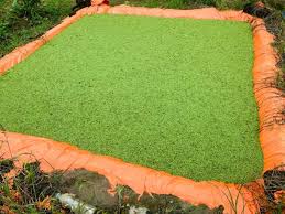 Image result for Azolla