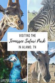 Visit Tennessee Safari Park Drive Thru Zoo Safari Park Tennessee Vacation Memphis Zoo
