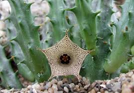 Image result for Huernia leachii
