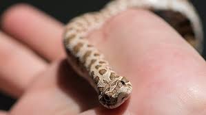 The western hognose snake has a distinct checkered pattern and keeled scales. Western Hognose Snake Care Enclosure Size Behavior Everything Reptiles