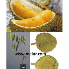 Aku ini sebatang pokok perkasa, katanya. Durian D24 Grafted Sapling Anak Pokok Durian D24 Bukit Merah Kahwin Shopee Malaysia