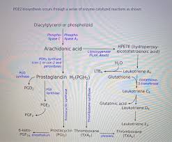 Tocris summary for ptgs2 gene. 2c The Conversion Of Arachidonic Acid To Pgh2 By Chegg Com