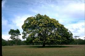 Image result for Acacia mearnsii