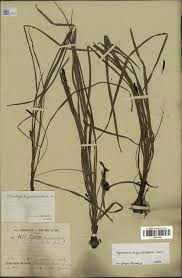 Image result for Hypoxis angustifolia