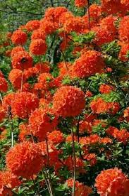 Pin By Vinicio Majerkowski On Flowers Flowering Shrubs Flower Garden Plants