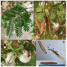 Image result for Leucas milanjiana