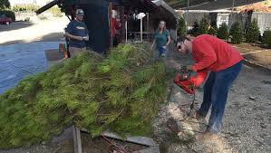 A christmas tree farm located in excelsior springs that has been serving the community with real trees since the 1980's. Eye On The Environment Natural Tree Or Not