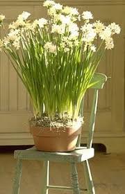 In The Country Paperwhites Planting Flowers Paperwhites Beautiful Flowers