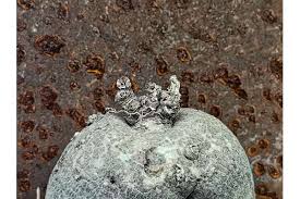 Image result for Pterodiscus angustifolius