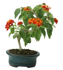 Image result for Lantana camara