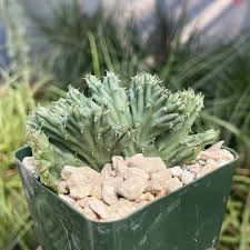 Image result for Huernia