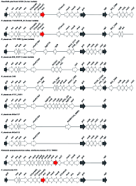 A number of strains have been identified. Scielo Brasil Comparative Genomics Reveals Diverse Capsular Polysaccharide Synthesis Gene Clusters In Emerging Raoultella Planticola Comparative Genomics Reveals Diverse Capsular Polysaccharide Synthesis Gene Clusters In Emerging Raoultella Planticola