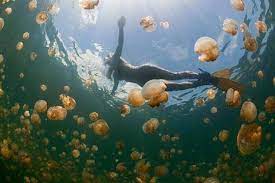 水母湖 jellyfish lake，於1985年開放觀光，為帛琉的特殊景觀之一，是當今世界上難得罕見的無毒水母湖。 水母湖注意事項： 由於水母十分脆弱，請勿用力拍打。 å¸›ç‰æ°´æ¯æ¹–æ°´æ¯å¾©è‚²æˆåŠŸ Voajcr