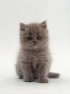 Persian Cat Breed Information, Pictures, Characteristics ...
