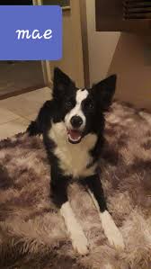 This mod has been manually reviewed thoroughly by a forum's file moderator and is considered safe, otherwise it wouldn't have been approved. Canil Lesueur Canine And Feline Babies Xvii Pages Directory