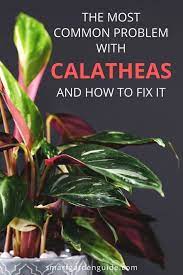 How To Stop Your Calathea Leaves Curling Calathea Care Can Be Tricky If You Don T Provide Just The Calathea Plant Calathea Plant Care Houseplant