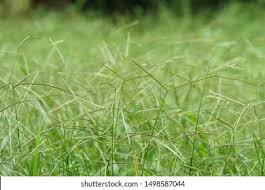 Image result for Paspalum vaginatum