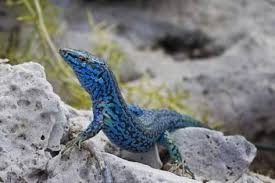 An Unusually Blue Male Ibiza Wall Lizard From The Island Of Espartar Photographic Print Day S Edge Productions Art Com Lizard Photographic Print Ibiza