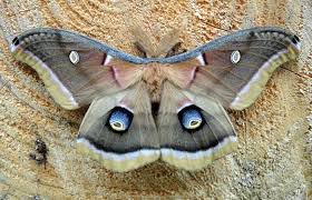 The larvae (caterpillars) are also green. Luna Cecropia And Polyphemus Moth Cocoons