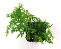 Image result for Selaginella kraussiana