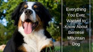 A mighty, merry, tricolor, swiss farming dog. Bernese Mountain Dogs Facts About This Farm Canine