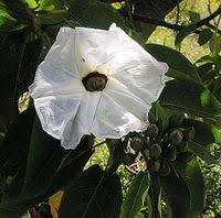 Image result for Ipomoea intrapilosa