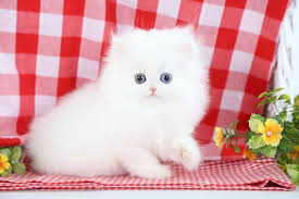This is a short list of different breeds. White Persian Kittens For Sale White Persian Kittens Persian Kittens Baby Cats