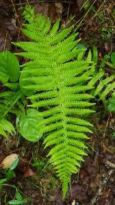 Image result for Thelypteridaceae