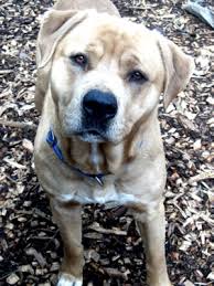 How to get a kennel license. Licensing Lane County