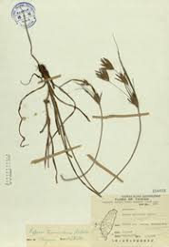 Image result for Cyperus tenuiculmis