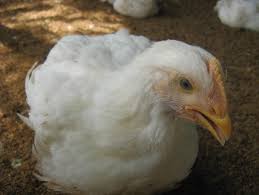 MANEJO INTEGRAL DE POLLOS DE ENGORDE EN CLIMAS TROPICALES DE ACUERDO A SU GENÉTICA ACTUAL