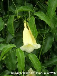 Image result for Hyparrhenia anemopaegma