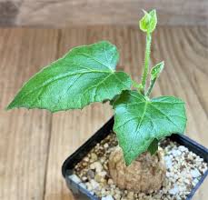 Image result for Coccinia mildbraedii