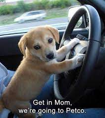 50 funniest dog memes of all time. Top 26 Hilarious Animal Memes Clean Enough For Kids