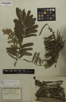 Image result for Tephrosia elata