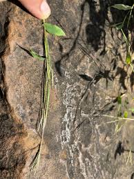 Image result for Arthraxon lancifolius