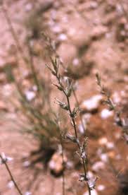 Image result for Sericorema sericea