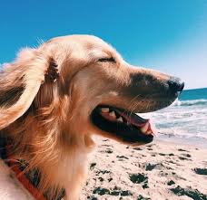 Grafika Beach Tumblr And Dogs Dogs Dogs And Puppies Cute Animals
