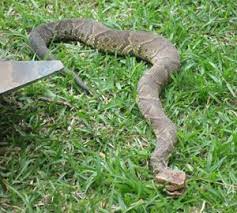 Venomous Water Moccasin Or Harmless Watersnake Water Moccasin Snake Poisonous Snakes Snake
