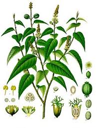 Image result for Croton polytrichus