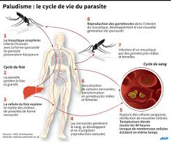 Paludisme prévention du paludisme, chimioprophylaxie, diagnostic, traitement. Paludisme Un Vaccin Autorise Pour La Premiere Fois Sciences Et Avenir