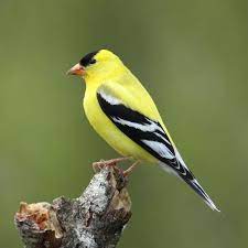 Small finch with a conical bill and notched tail. Pics Of Small Birds Like Yellow Finches Species American Goldfinch House Finch Purple Finch American Goldfinch Yellow Finch Goldfinch Bird Species