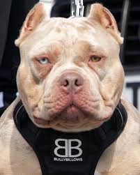 🐾🐾 Mr Pawfection 🐾🐾