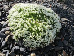 Image result for Asparagus minutiflorus