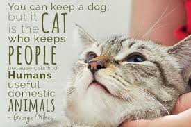 It's about the determination to get away from an attacker if you need to. Cats Wisdom Quotes Cat Quotes 25 Sayings Only Cat Lovers Will Understand Dogtrainingobedienceschool Com