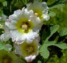 The genus name alcea comes from the greek word alkaia , which means mallow. November Hollyhock Alcea Rosea Santa Fe Botanical Garden