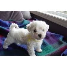 Contact texas bolognese breeders near you using our free bolognese breeder search tool below! German Spitz Puppies For Sale Near Me Novocom Top