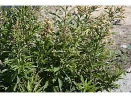 Image result for Cestrum parqui