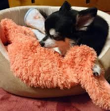 ブランケットサッキング | 犬とだらだら暮らす