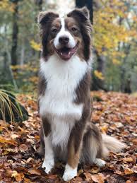 Kc's aussies is a small family breeding program located just outside of prineville oregon. Pin By Andrea H On Border Collie Aussie Dogs Cute Dogs Cute Little Dogs